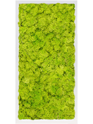 Картина из мха mdf ral 9010 satin gloss 100% reindeer moss (spring green)